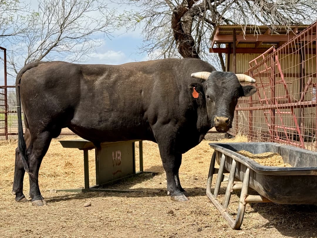 Healthy Wagyu beef showcasing nutritional benefits