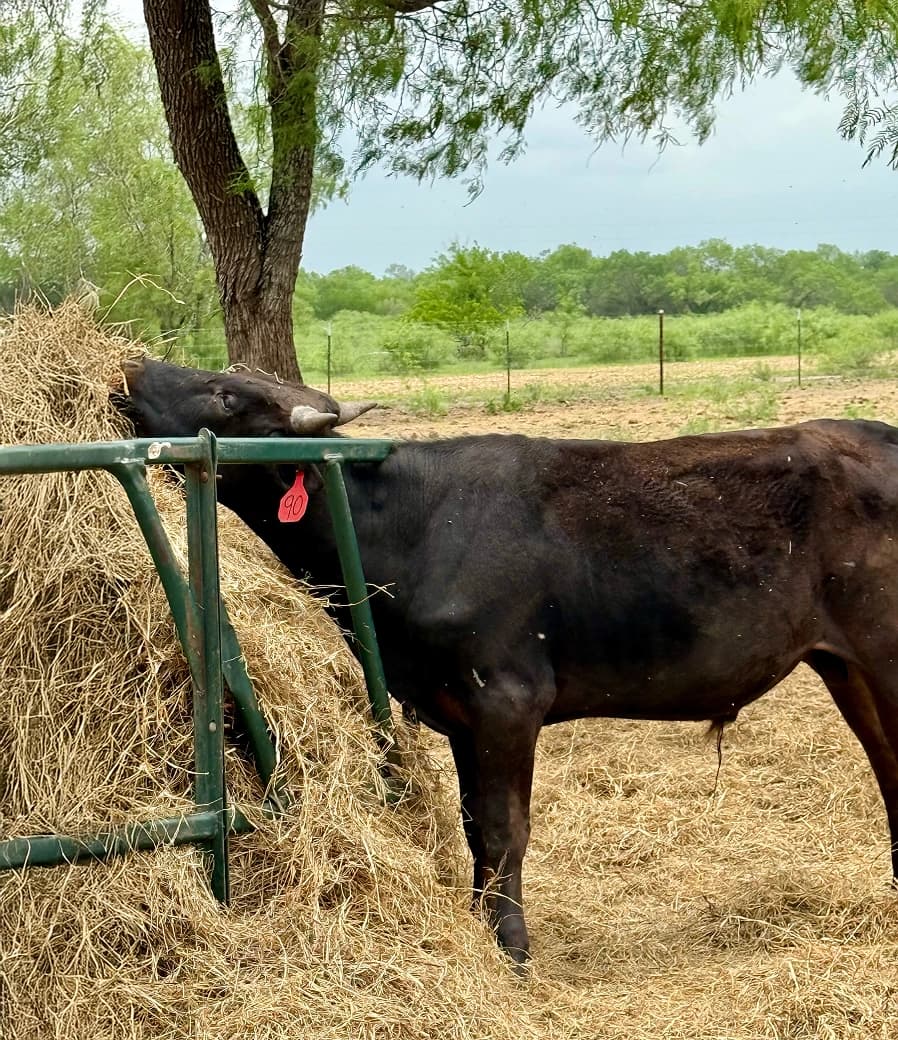 Wagyu cattle eating organic hay at Mitsurin ranch